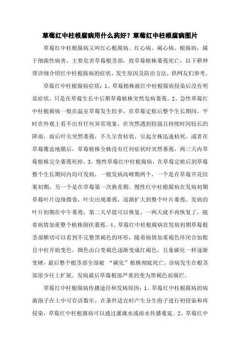 草莓红中柱根腐病用什么药好？草莓红中柱根腐病图片