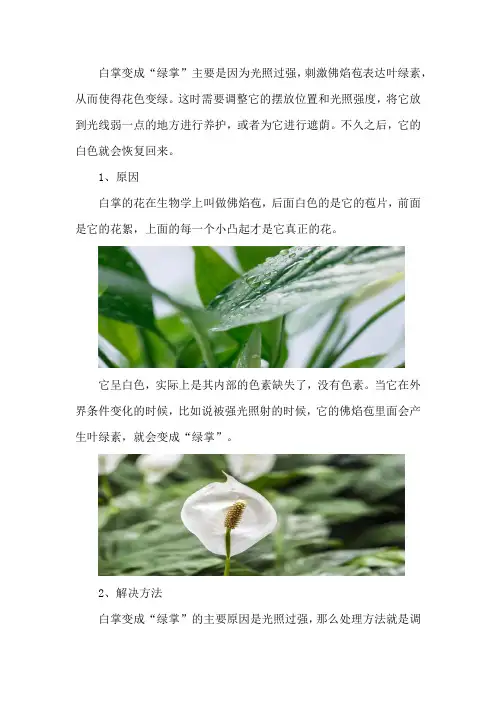 白掌变成“绿掌”怎么办