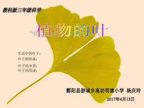 粤教版科学《植物的叶》公开课课件1