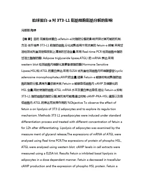 胎球蛋白-a对3T3-L1脂肪细胞脂肪分解的影响