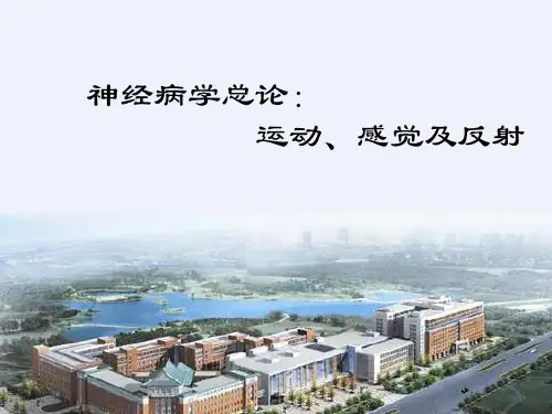 神经病学总论：运动、感觉及反射-精品医学课件