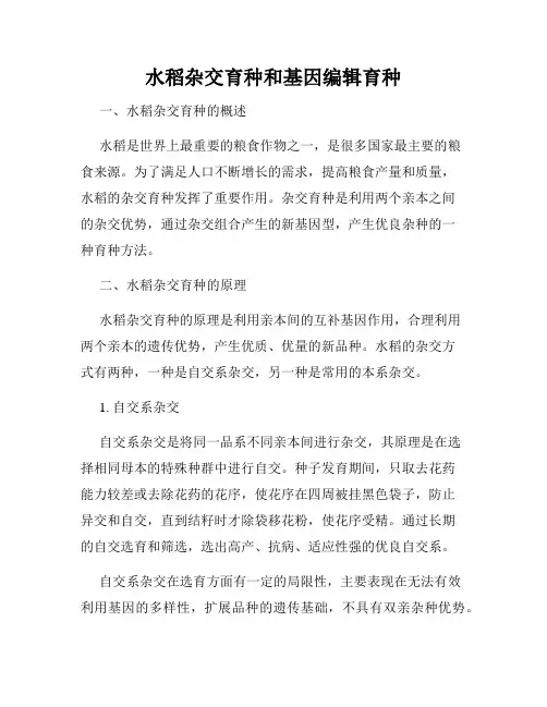 水稻杂交育种和基因编辑育种