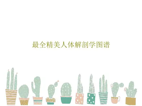 最全精美人体解剖学图谱164页PPT