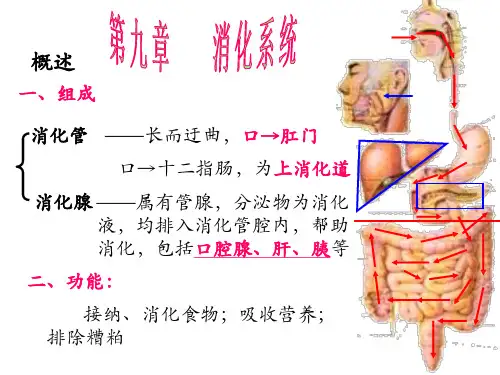 7.消化系统(概述、消化管)