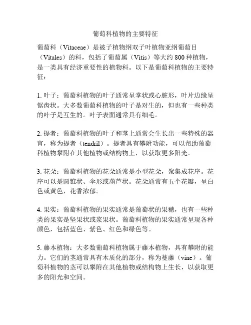 葡萄科植物的主要特征