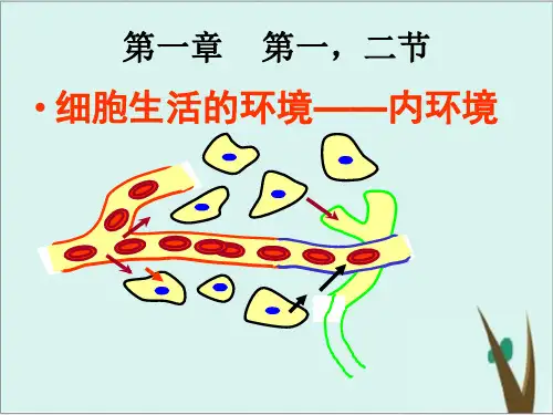 《细胞生活的环境》人教版高中生物完美课件1