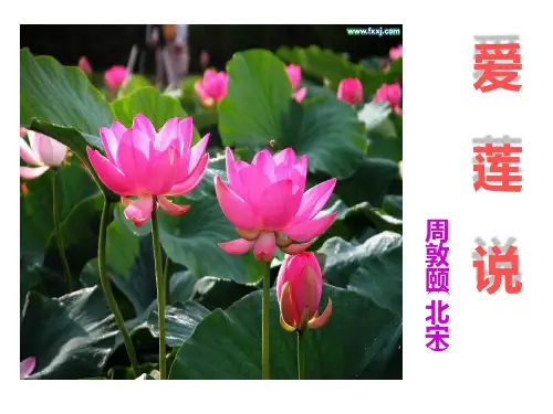中考复习八年级语文《爱莲说》课件