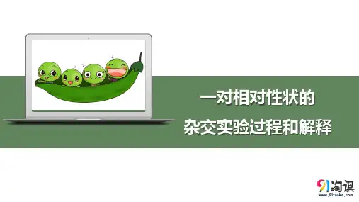 课件2：1.1.1 一对相对性状的杂交实验过程和解释