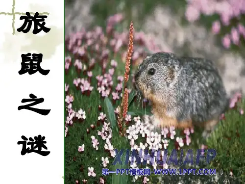 《旅鼠之谜》-八年级下册语文PPT课件