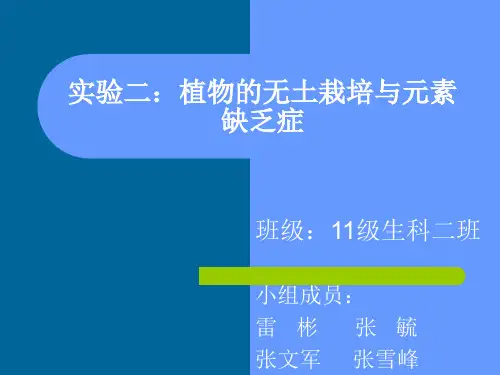 玉米培养过程