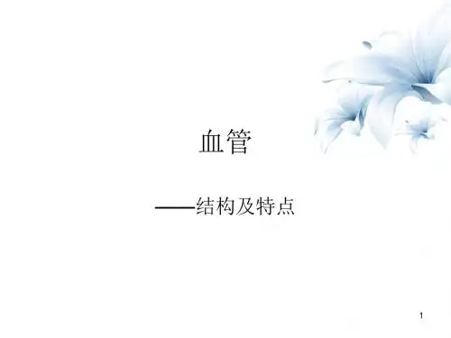 血管——结构幻灯片课件