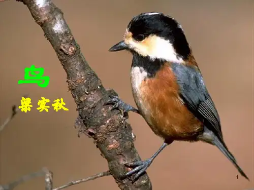 梁实秋《鸟》ppt课件(62页)(实用课资)