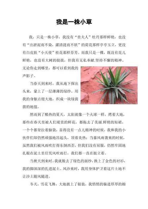 我是一株小草