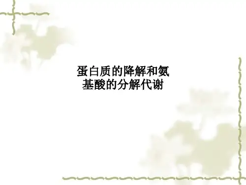 蛋白质的降解和氨基酸的分解代谢