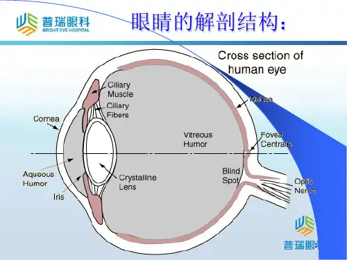 眼睛的解剖结构PPT课件
