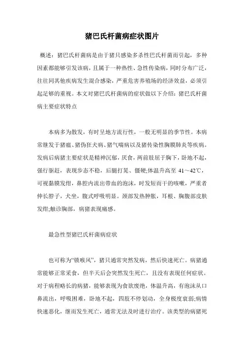 猪巴氏杆菌病症状图片.doc