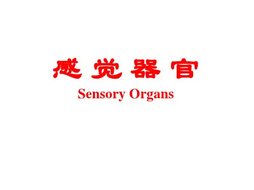 人体解剖学：感觉器官Sensory Organs