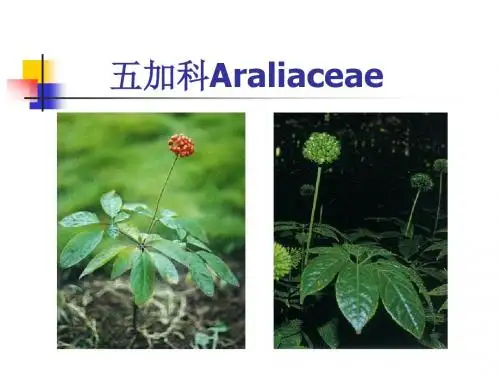 五加科