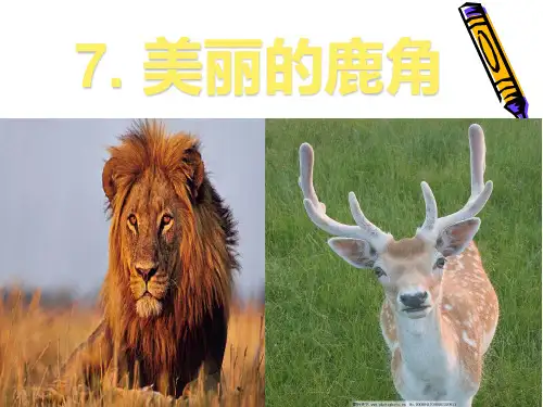 (赛课课件)三年级下册语文课件-7《美丽的鹿角》(共23张PPT)-人教(部编版) (1)