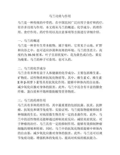 马兰功效与作用