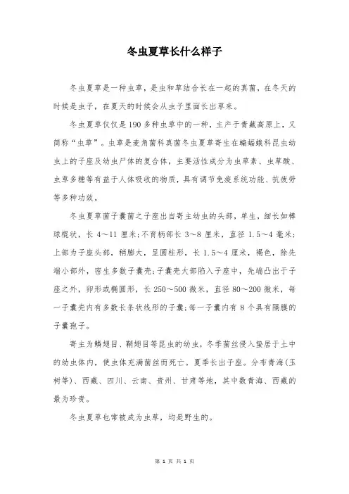 冬虫夏草长什么样子
