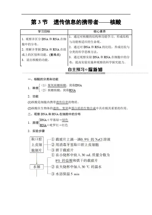 人教版高中生物必修一讲义第2章第3节遗传信息的携带者——核酸