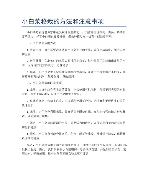 小白菜移栽的方法和注意事项