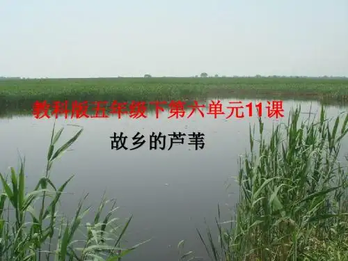 五年级上册语文课件-11故乡的芦苇∣教科版