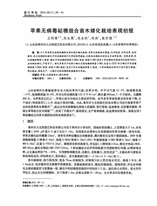 苹果无病毒砧穗组合苗木矮化栽培表现初报