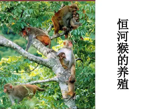 猕猴的养殖