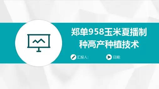 郑单958玉米夏播制种高产种植技术