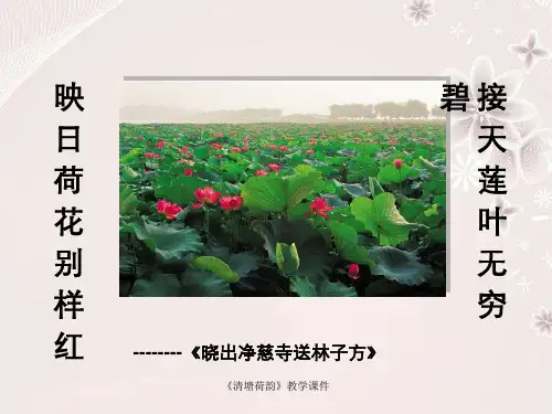 《清塘荷韵》教学课件