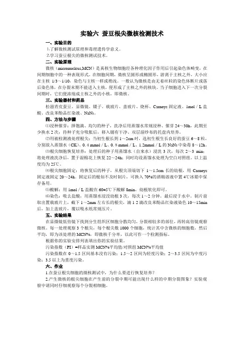 实验06 蚕豆根尖微核检测技术