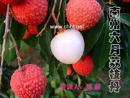 《南州六月荔枝丹》庞蔚
