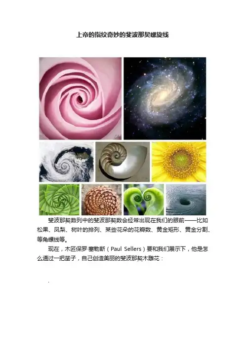 上帝的指纹奇妙的斐波那契螺旋线