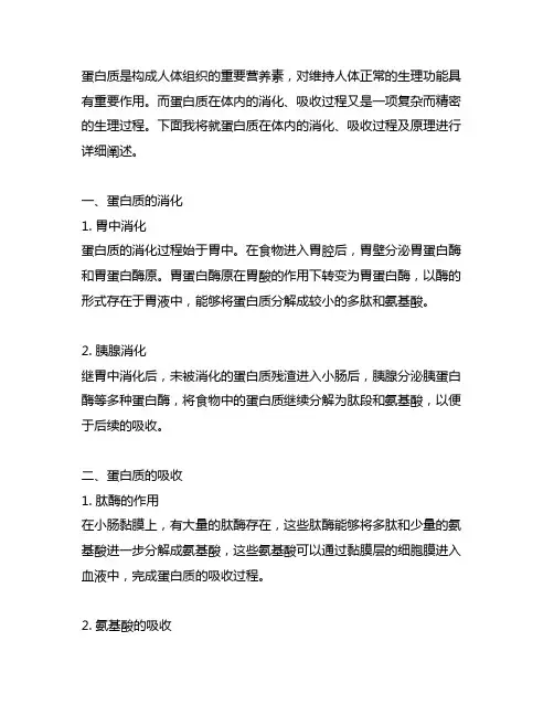 简述蛋白质在体内的消化,吸收过程及原理