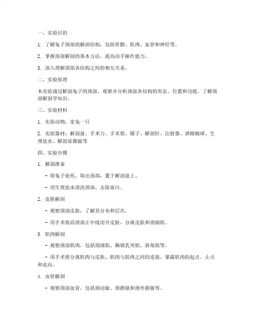 解剖兔子颈部实验报告