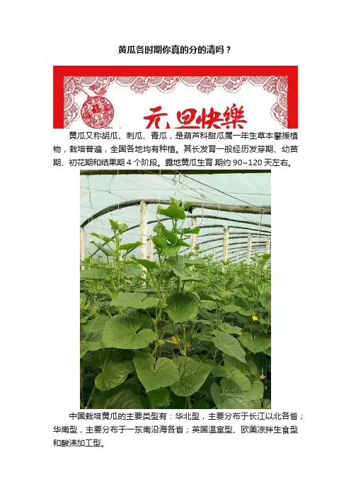 黄瓜各时期你真的分的清吗？
