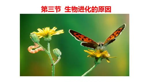 生物进化的原因课件-人教版八年级生物下册