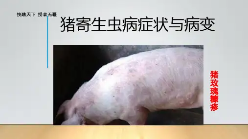 猪寄生虫病症状与病变