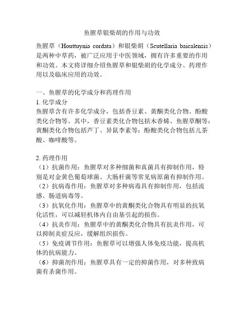 鱼腥草银柴胡的作用与功效