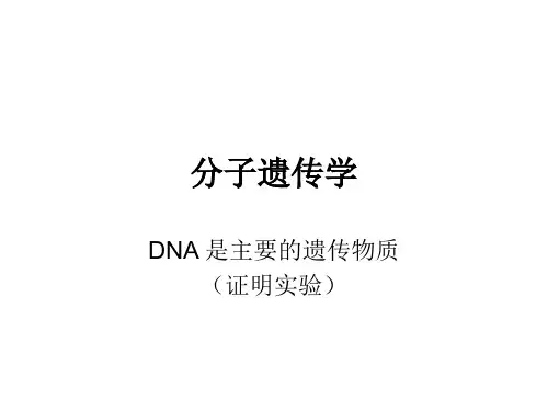 分子遗传学  (共33张PPT)
