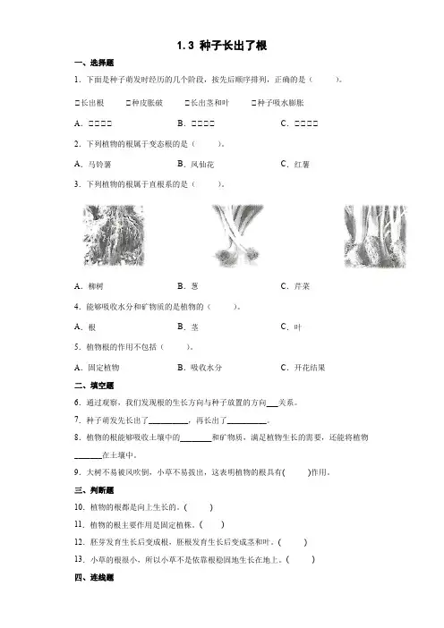 教科版(2017秋)四年级科学下册1-3种子长出了根(同步练习)(含答案 )