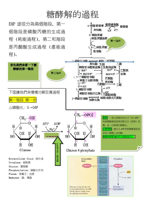 糖酵解的过程