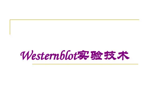 Westernblot实验技术培训课件