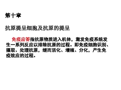 免疫学课件第10章 抗原提呈细胞及抗原的提呈 - 副本