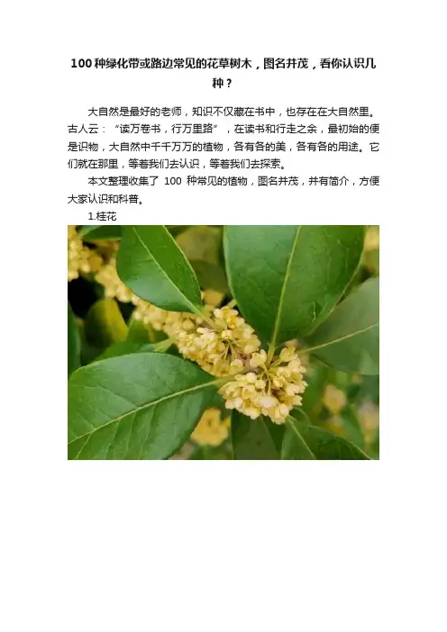 100种绿化带或路边常见的花草树木，图名并茂，看你认识几种？