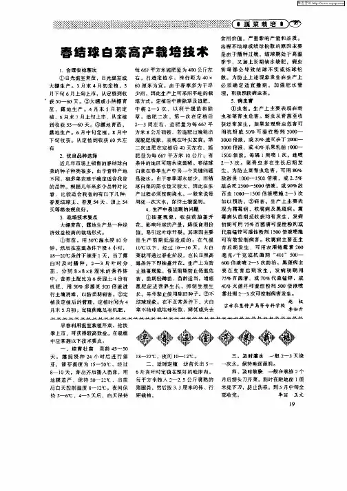 早春温室芹菜栽培