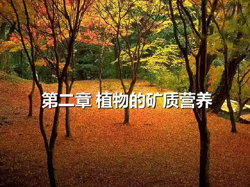 3 植物的矿质营养PPT课件