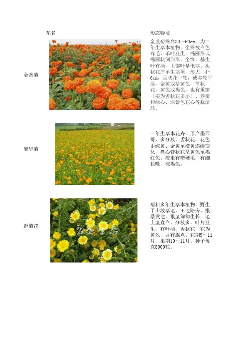 适合沙土地种植的近40种草本植物